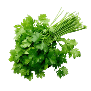 Cilantro