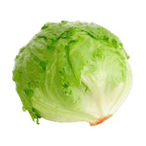 Lechuga Batavia