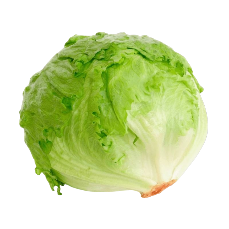 Lechuga Batavia
